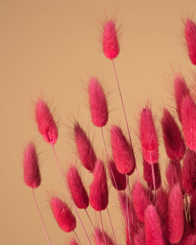 Lagurus ovatus rose foncé