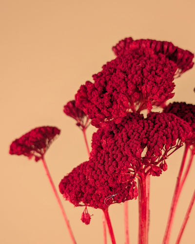 Dried Achillea Parker Red