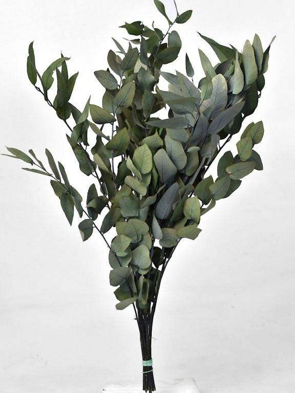 Eucalyptus Stuartiana Green 65 cm