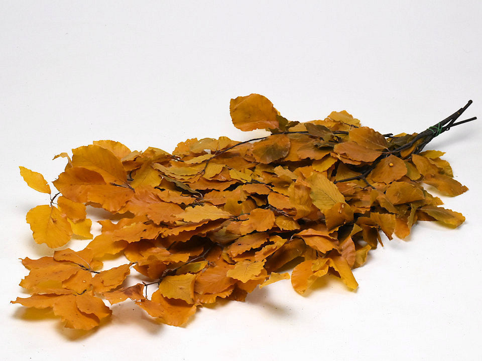 Beech Leaf Yellow 80 cm