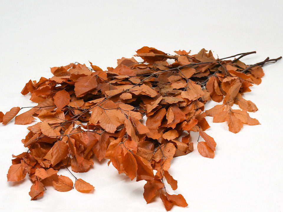 Beech leaf orange 80cm