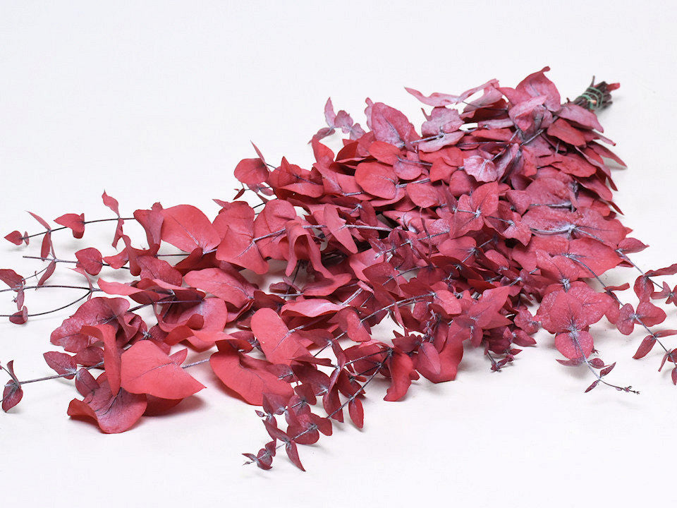 Eucalyptus Cinerea Rood 65cm