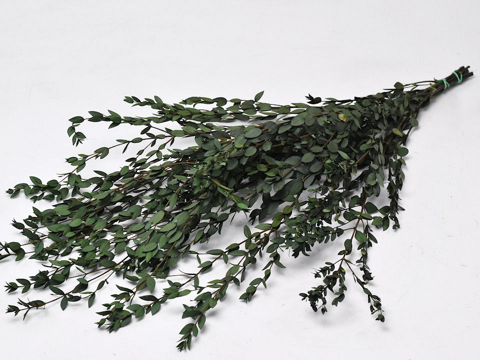 Eucalyptus Parvifolia Green 65cm