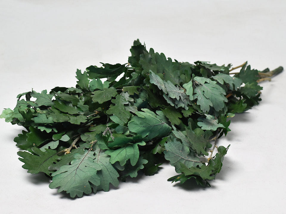 Oak Leaf Green 50-60 cm