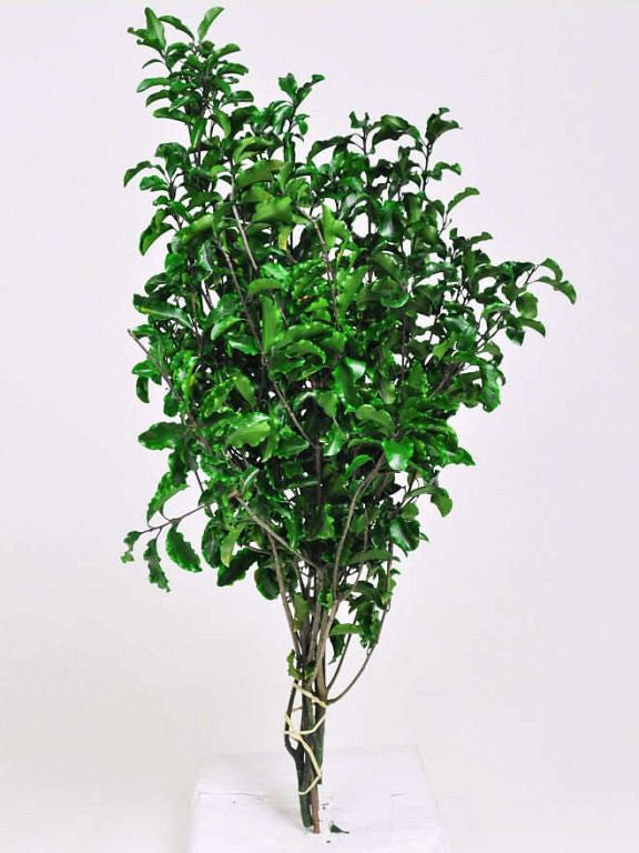 Pittosporum 100gr. 45 cm