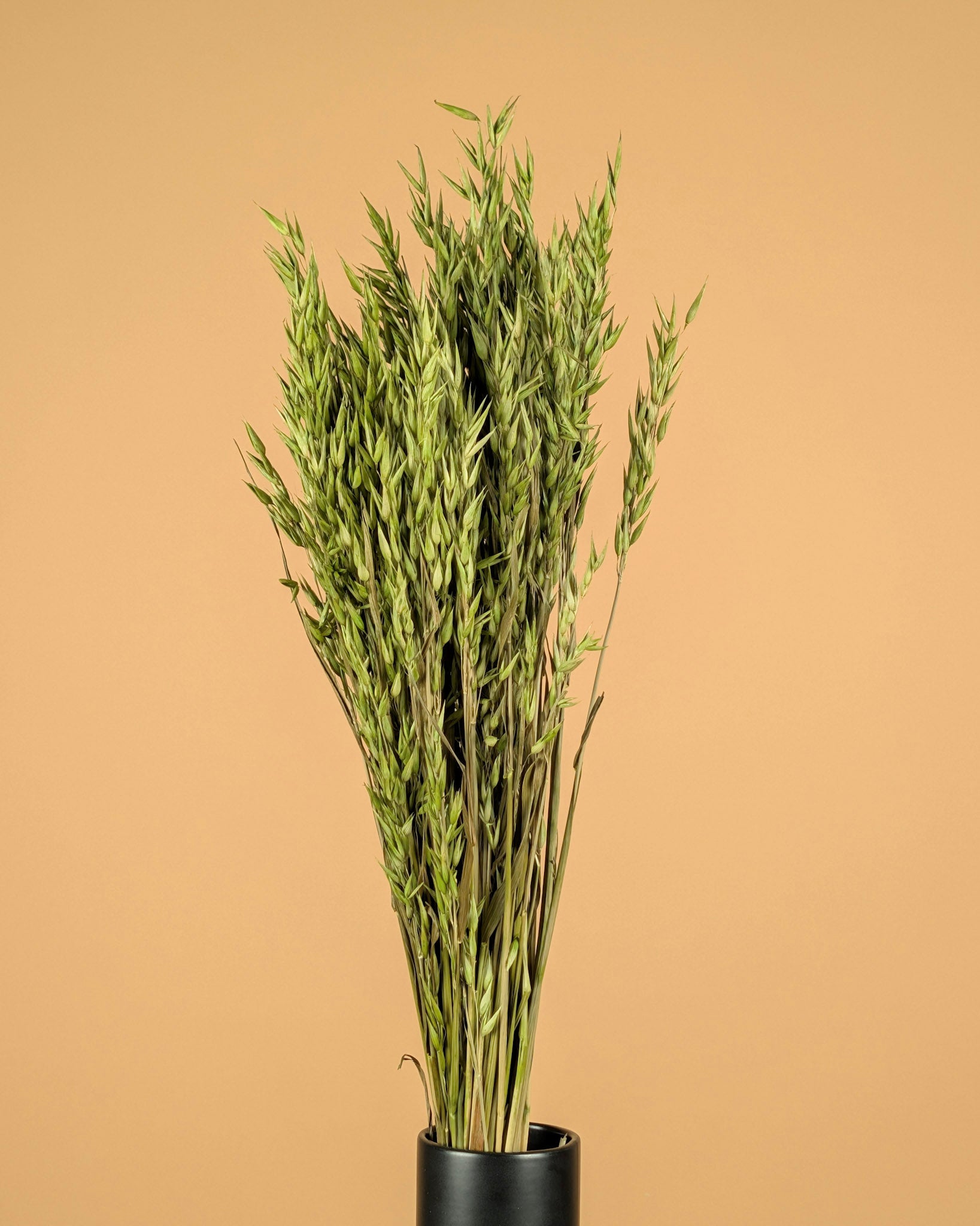 Dried oats (Avena) colored green