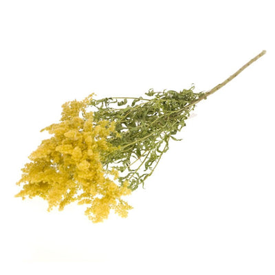 Dried Solidago
