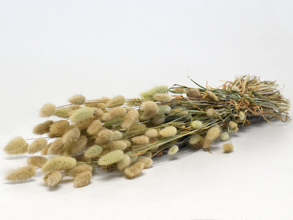 Dried Lagurus Ovatus (Hazenstaart)