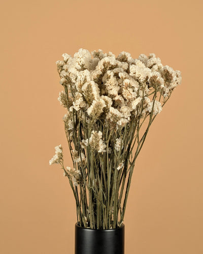 Dried Statice Limonium White