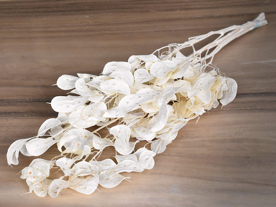 Lunaria (Judaspenning) blanchie