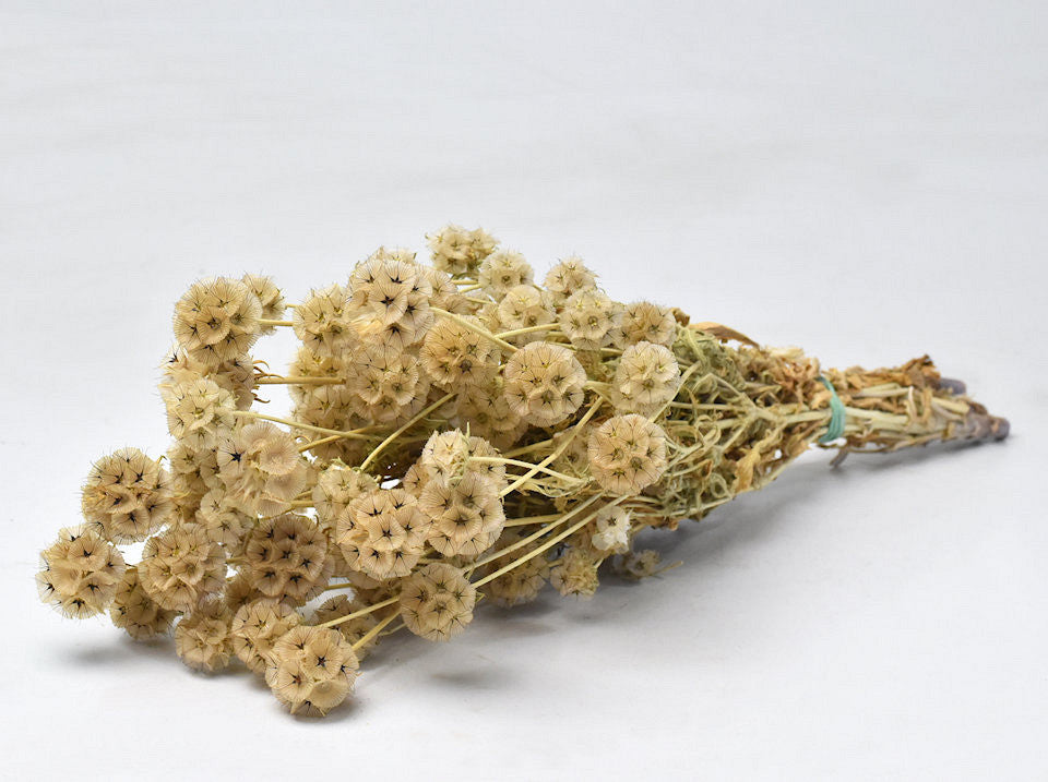 Dried scabiosa natural