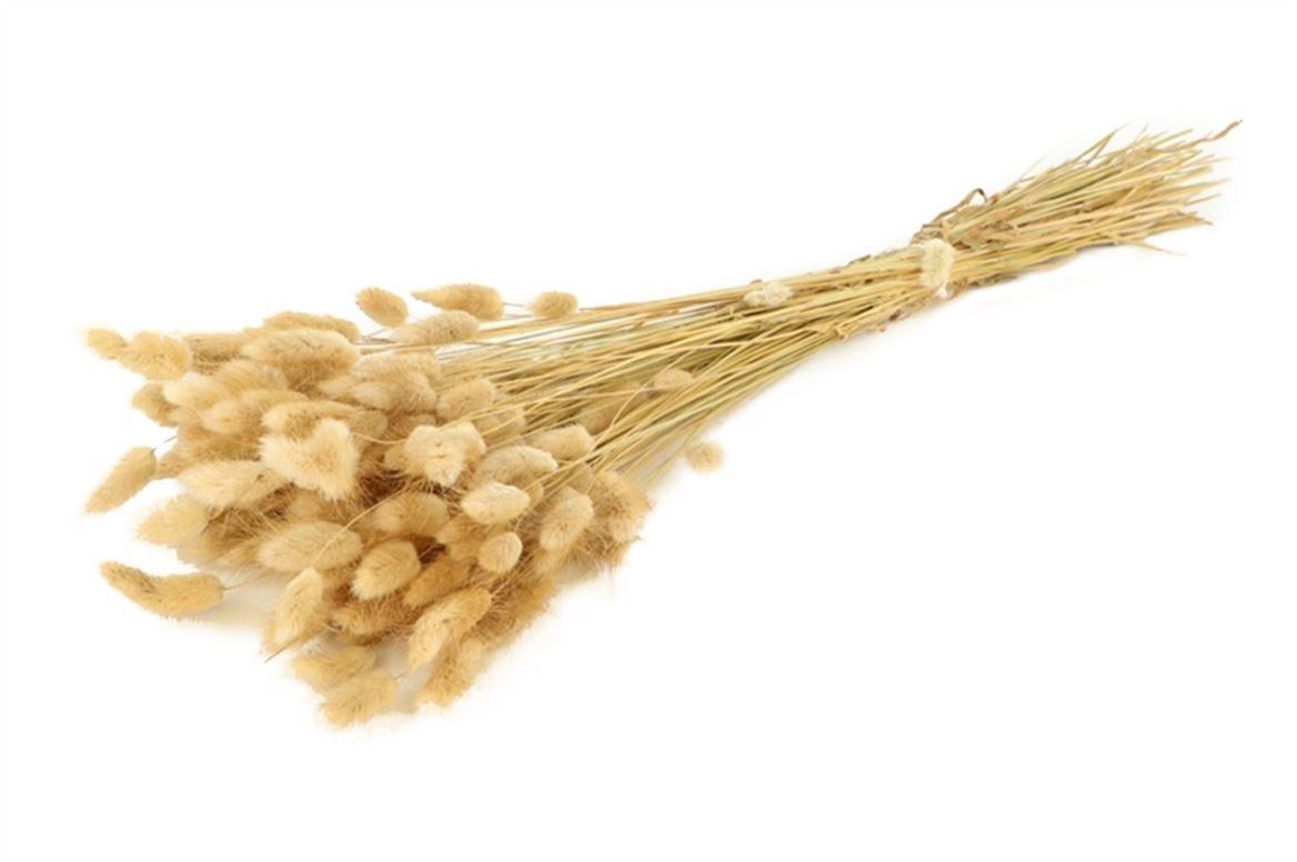 Lagurus Ovatus Naturel Tuftje