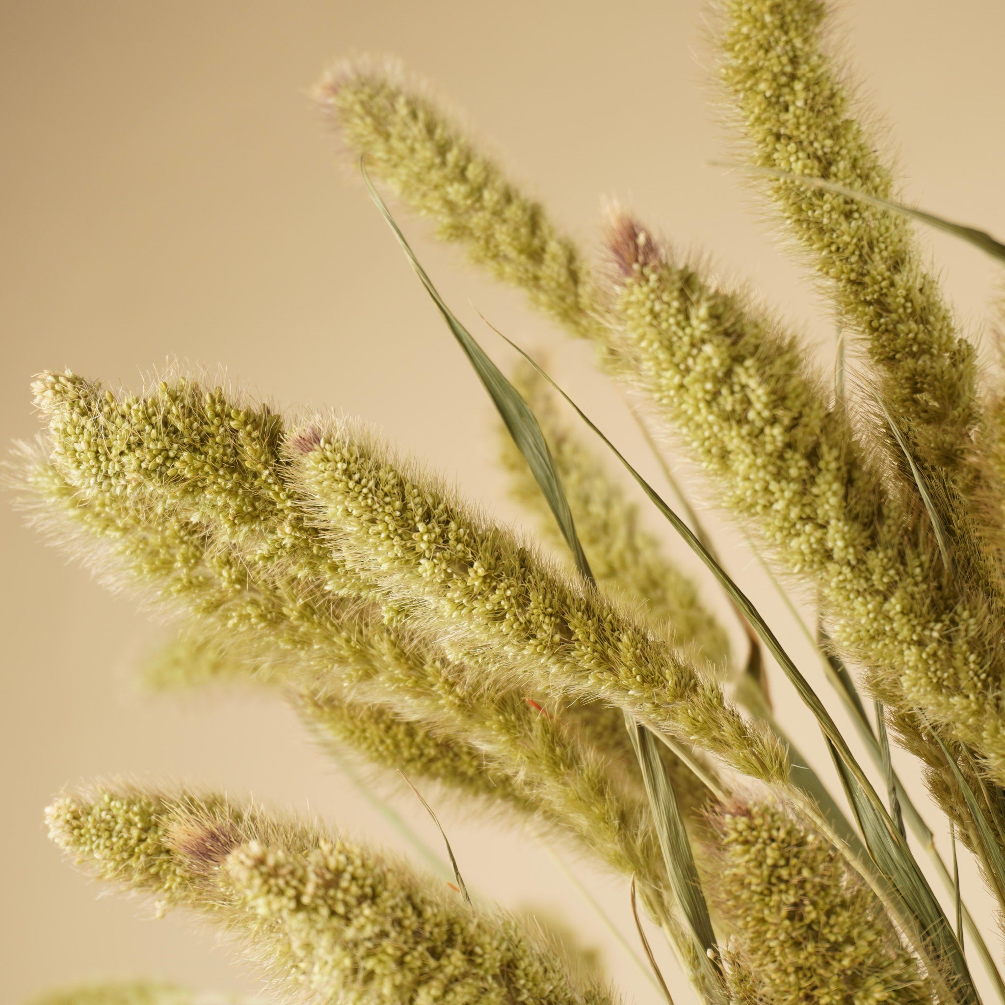 Setaria séché naturel