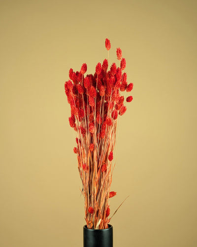 Séché Phalaris coloré brûlé Oranje (Kanariegras)