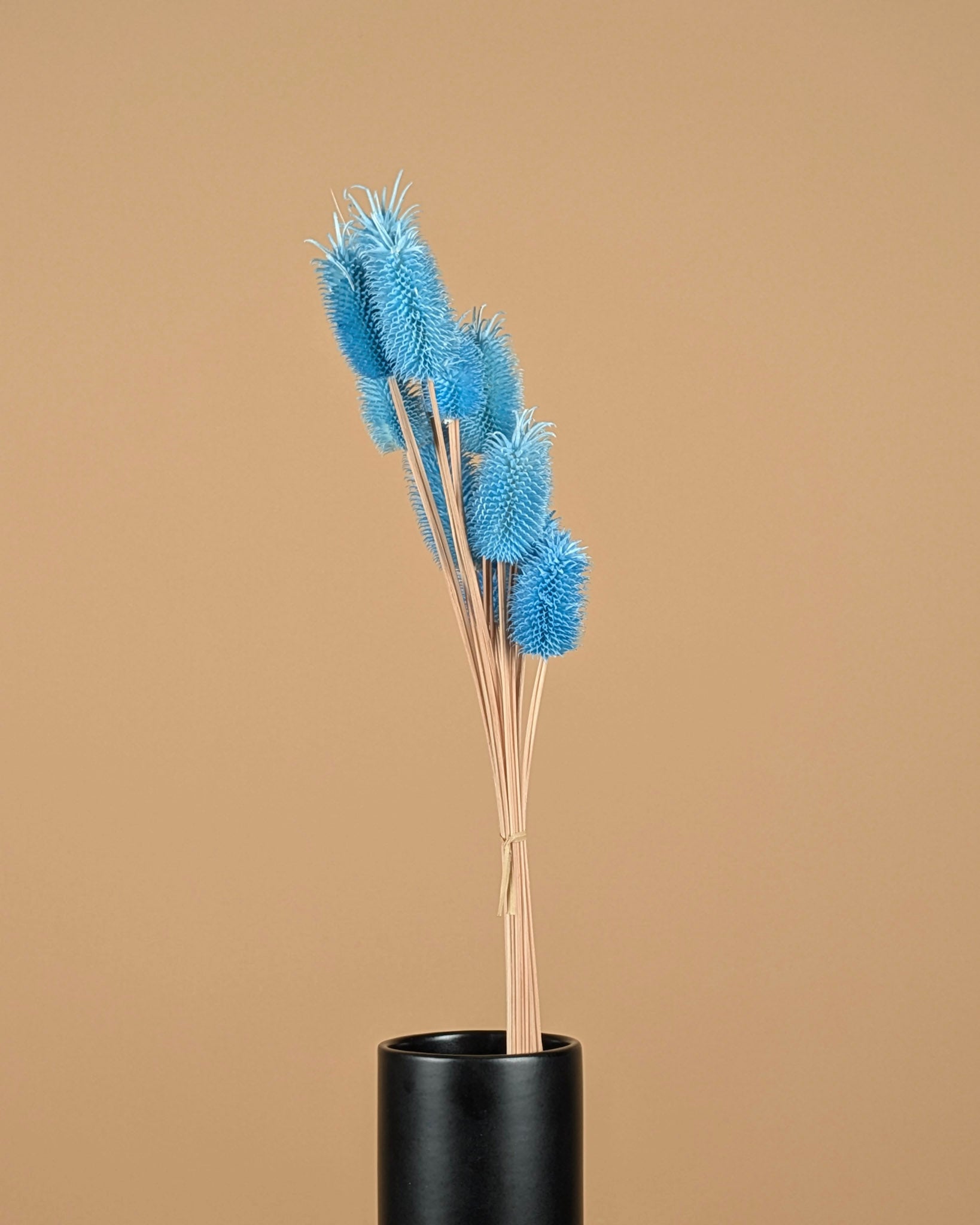 Gedroogde distel mini (cardi) – blauw