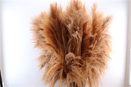 Pampas grass feathers Stuffed Salmon Pink Pluimen XL