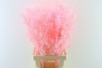Gepreserveerde ruscus – licht roze