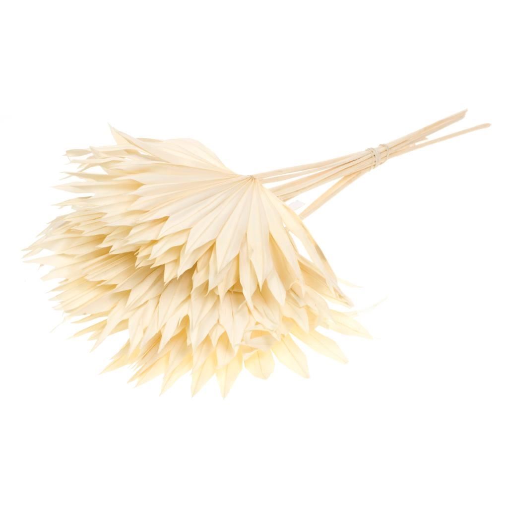 Palm Sun Spear bleached