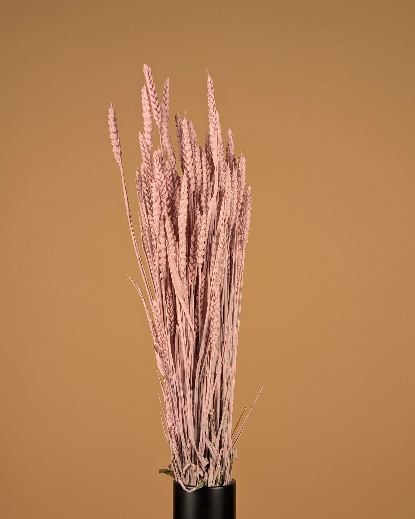Dried Wheat Misty Pink (Triticum)