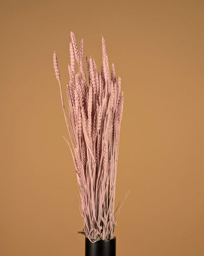 Dried Wheat Misty Pink (Triticum)