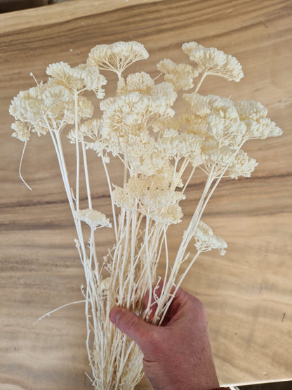 Achillea small bleached 70cm