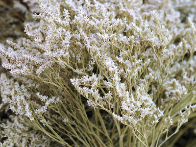 Statice Tatarica per 2.5 kg