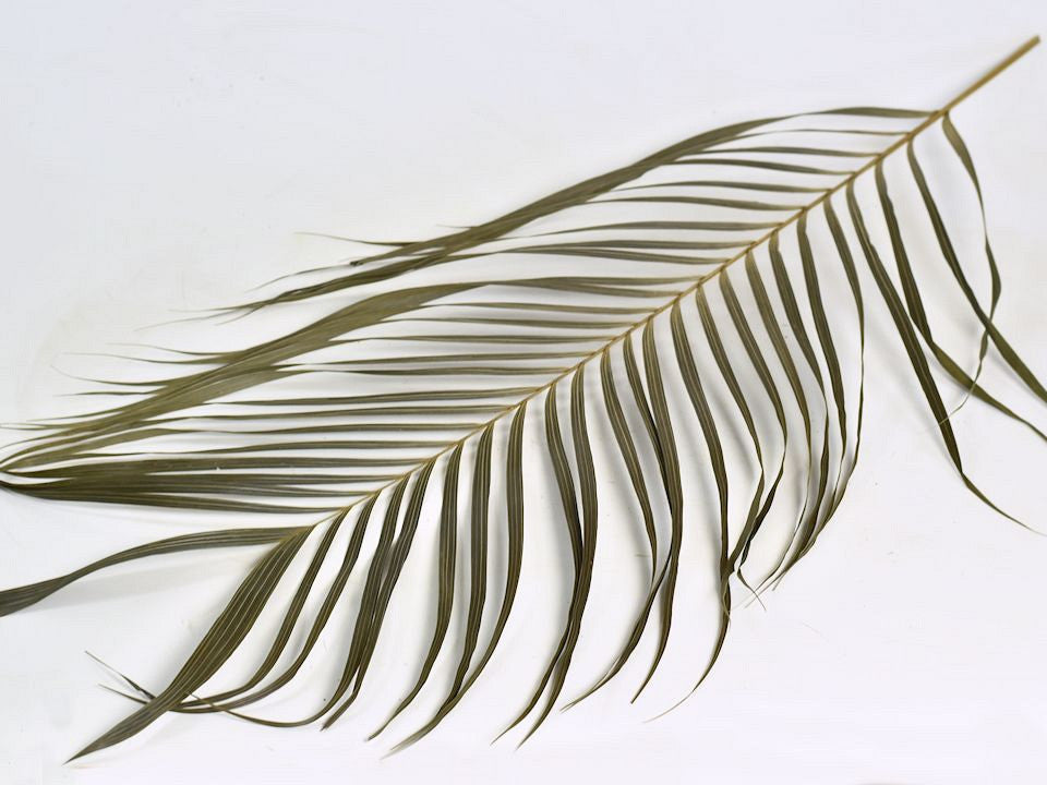 Areca palm leaves 60cm