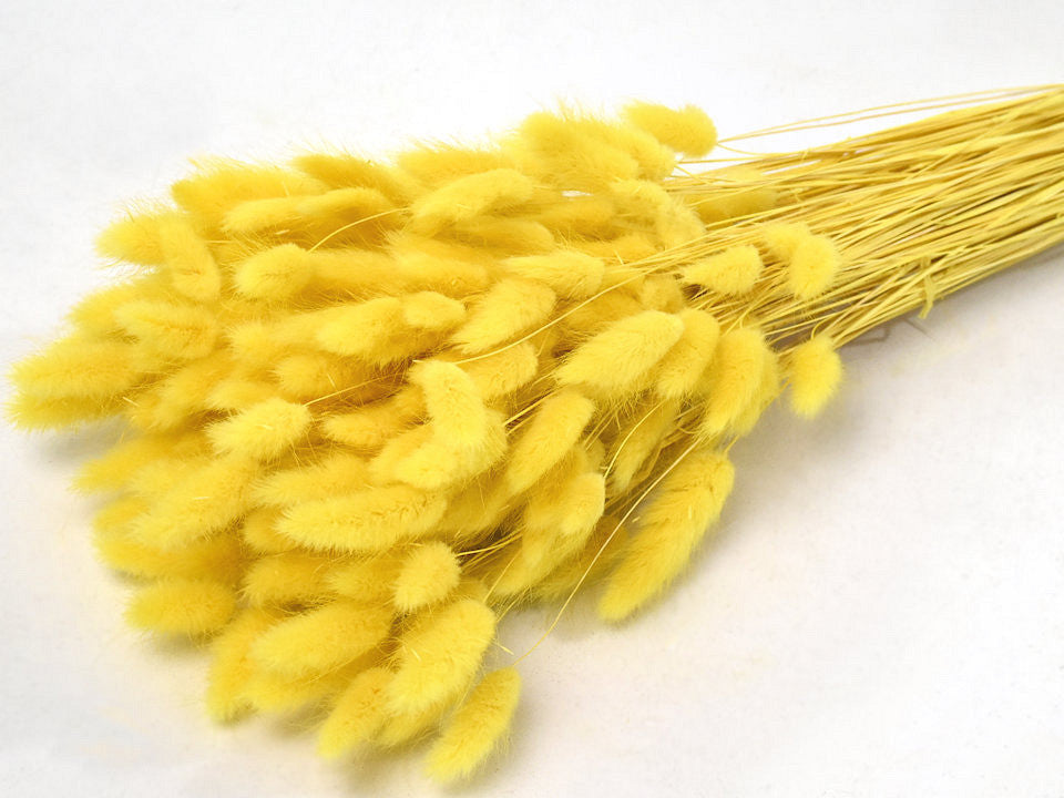 Lagurus jaune 65 cm