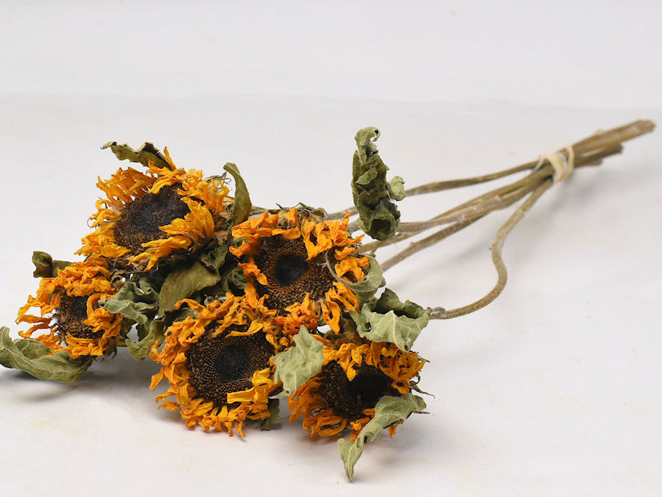 Mini Sonnenblume 5st.