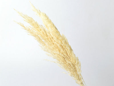 Pampas 70cm Gebleekt 10st.