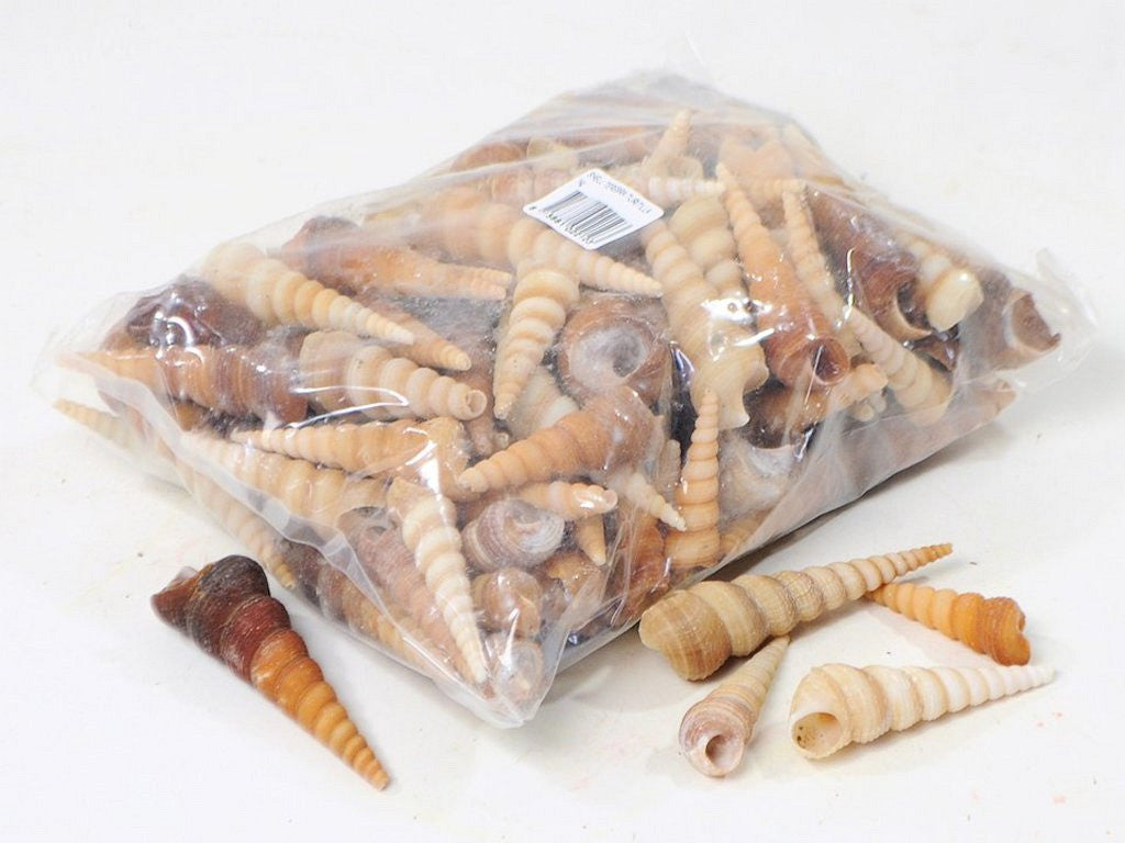 Coquille en spirale Turritella 1 kg