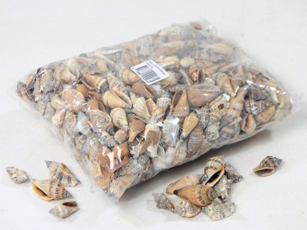 Coquilles d'escargots de mer 1 kg