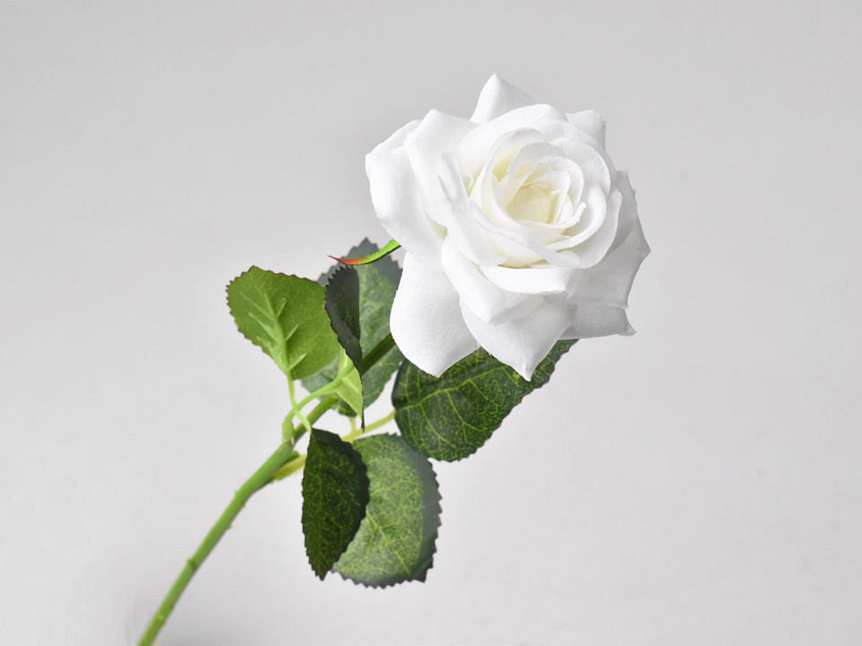 Roos Creme D6CM L43CM