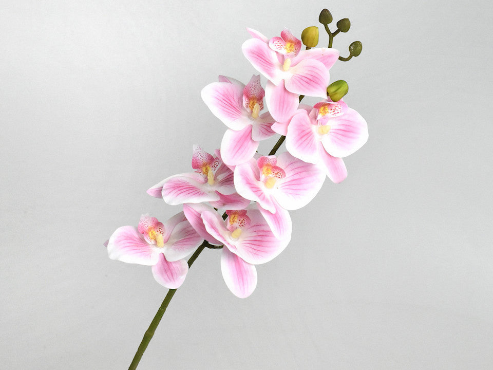 Art Orchid Pink/Cream 73cm