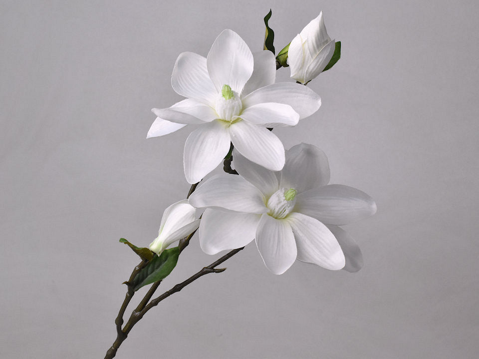 Magnoliat Ast White 75 cm