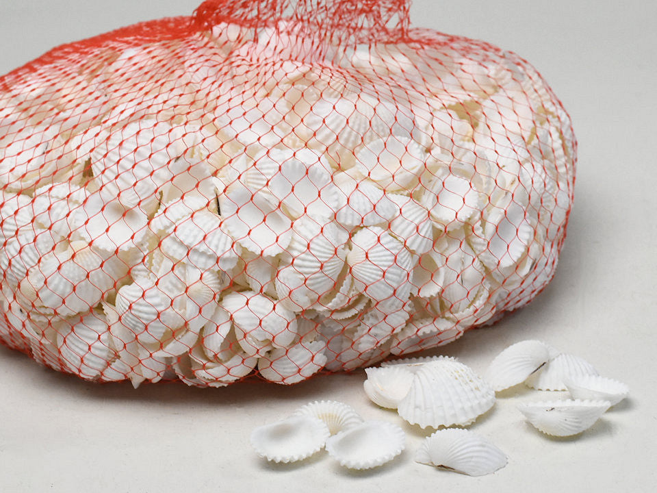 Shells White Chippi Small 1kg