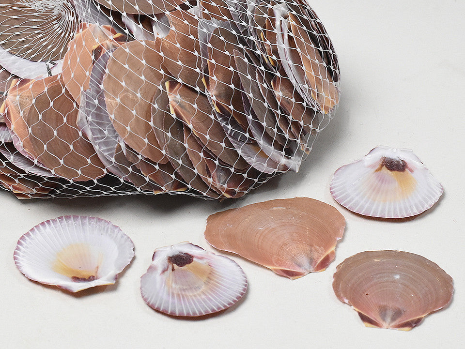 Shells Amusium japonicum 1 kg