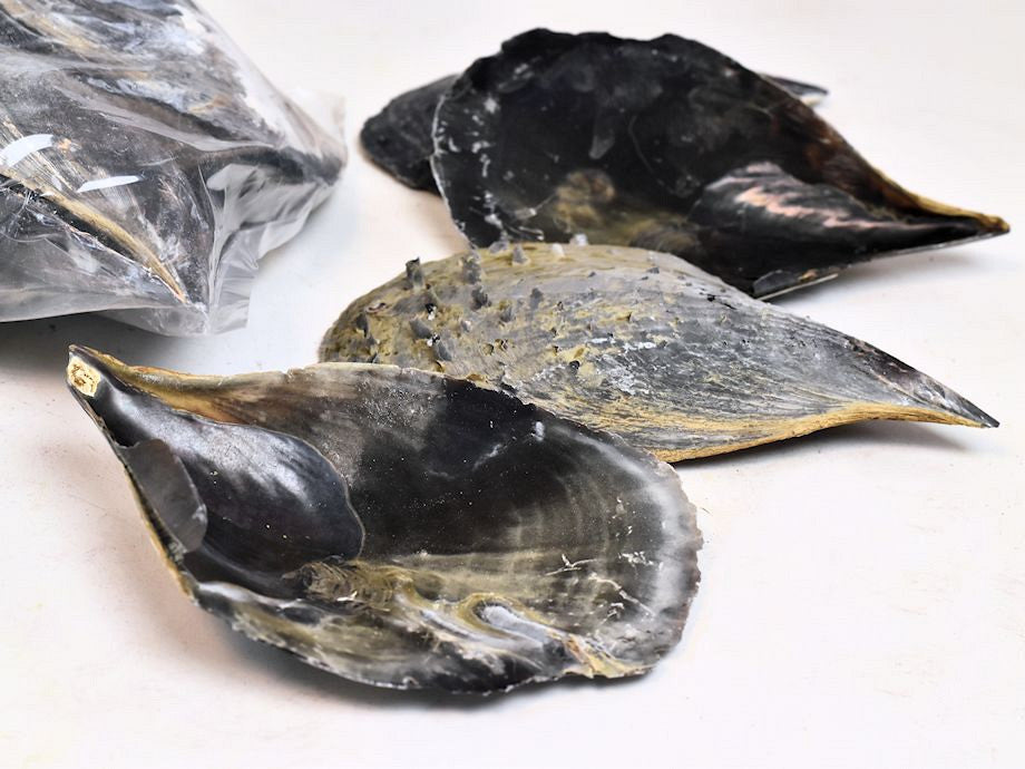 Les coquilles martèrent un petit 1kg