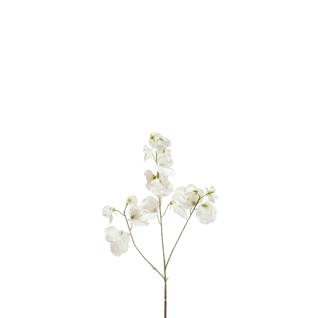 Zijde Lathyrus – Crème (75 cm)
