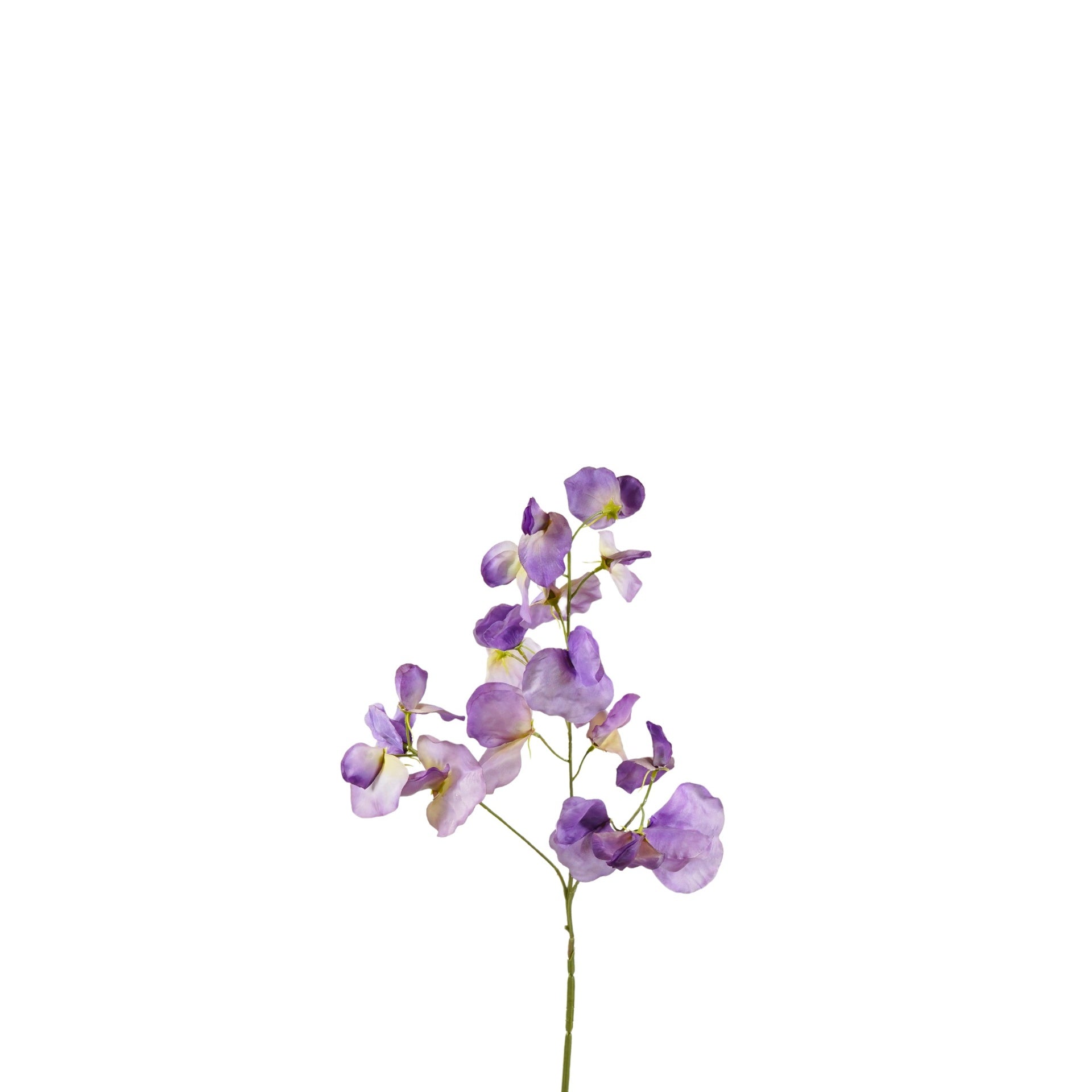 Lathyrus soyeux – Violet (75 cm)