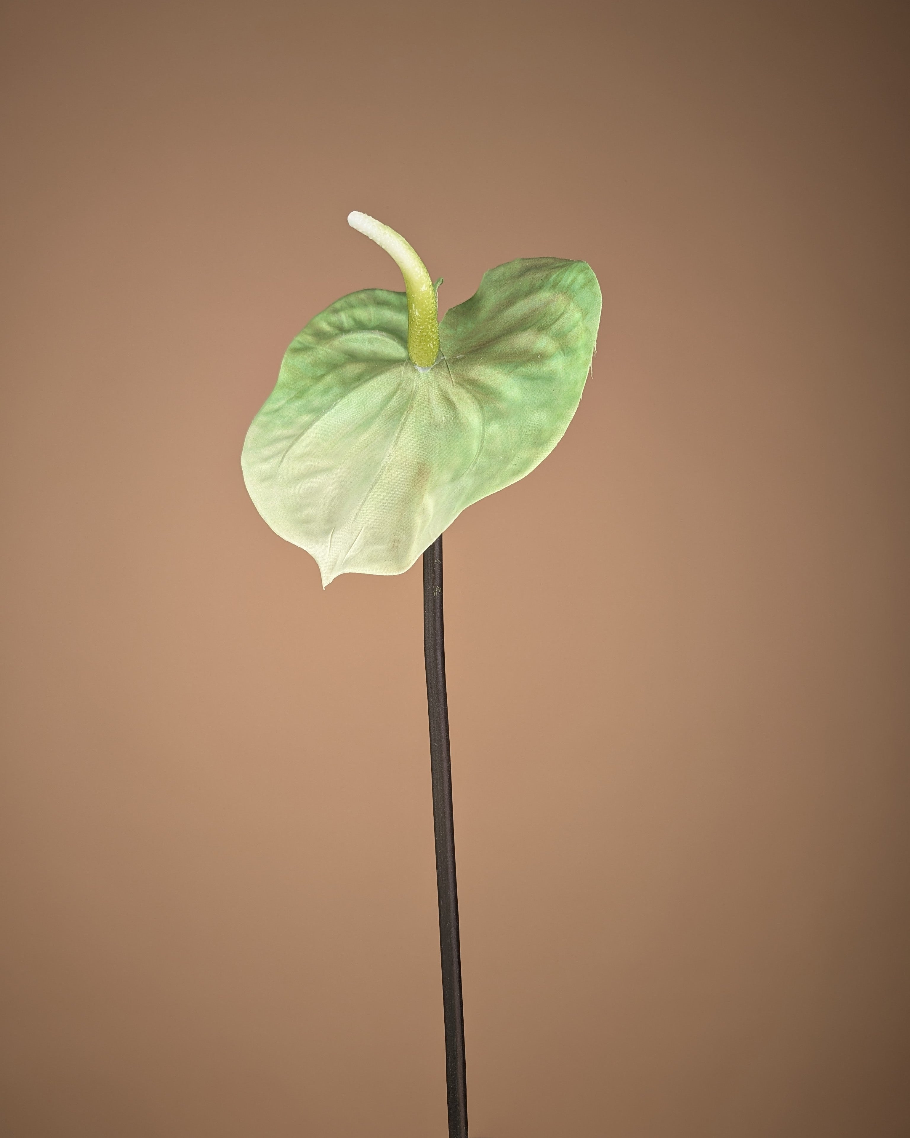 Anthurium en soie – Vert clair (65 cm)