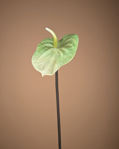 Anthurium en soie – Vert clair (65 cm)