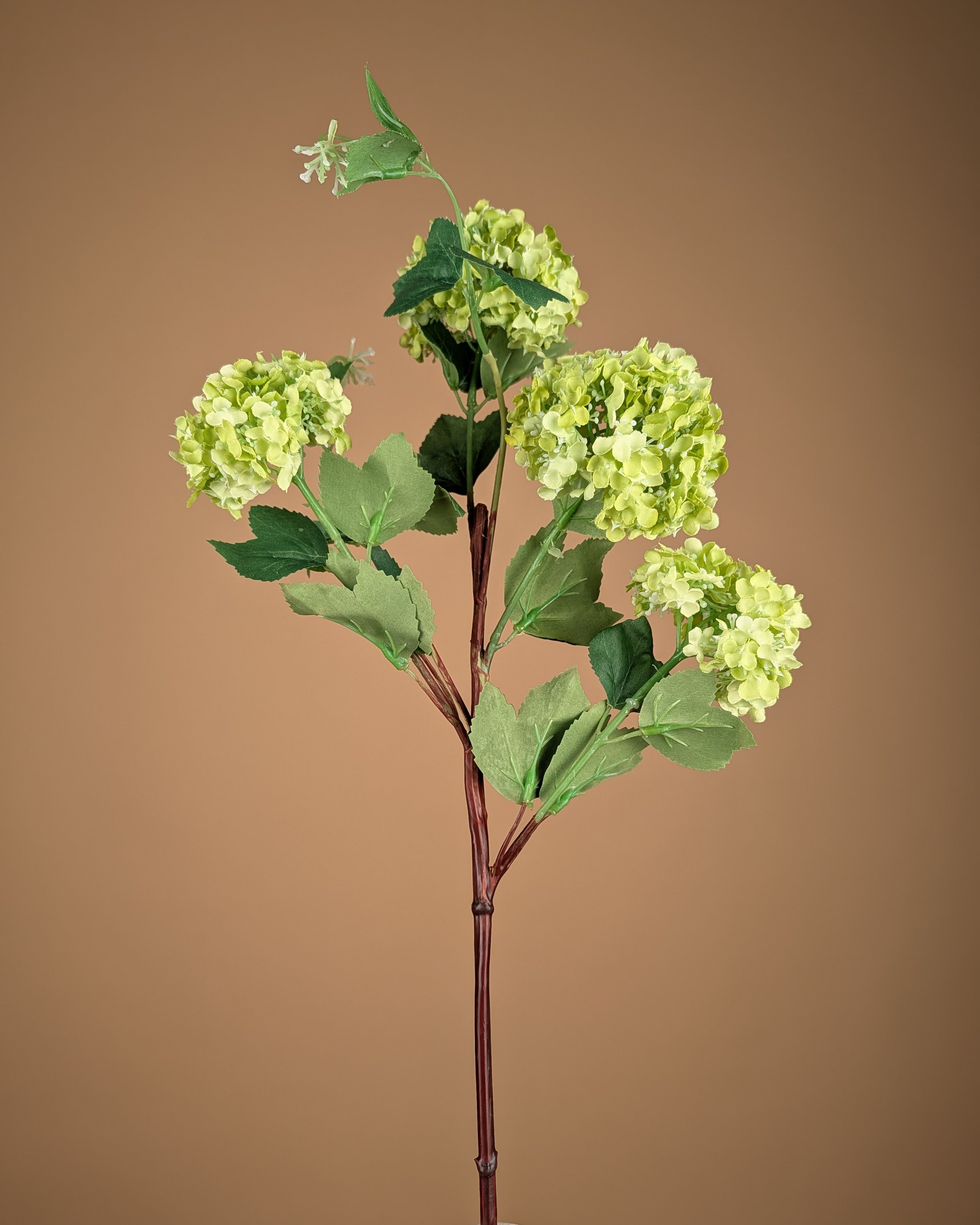 Viburnum soyeux boule de neige – Vert (75 cm)