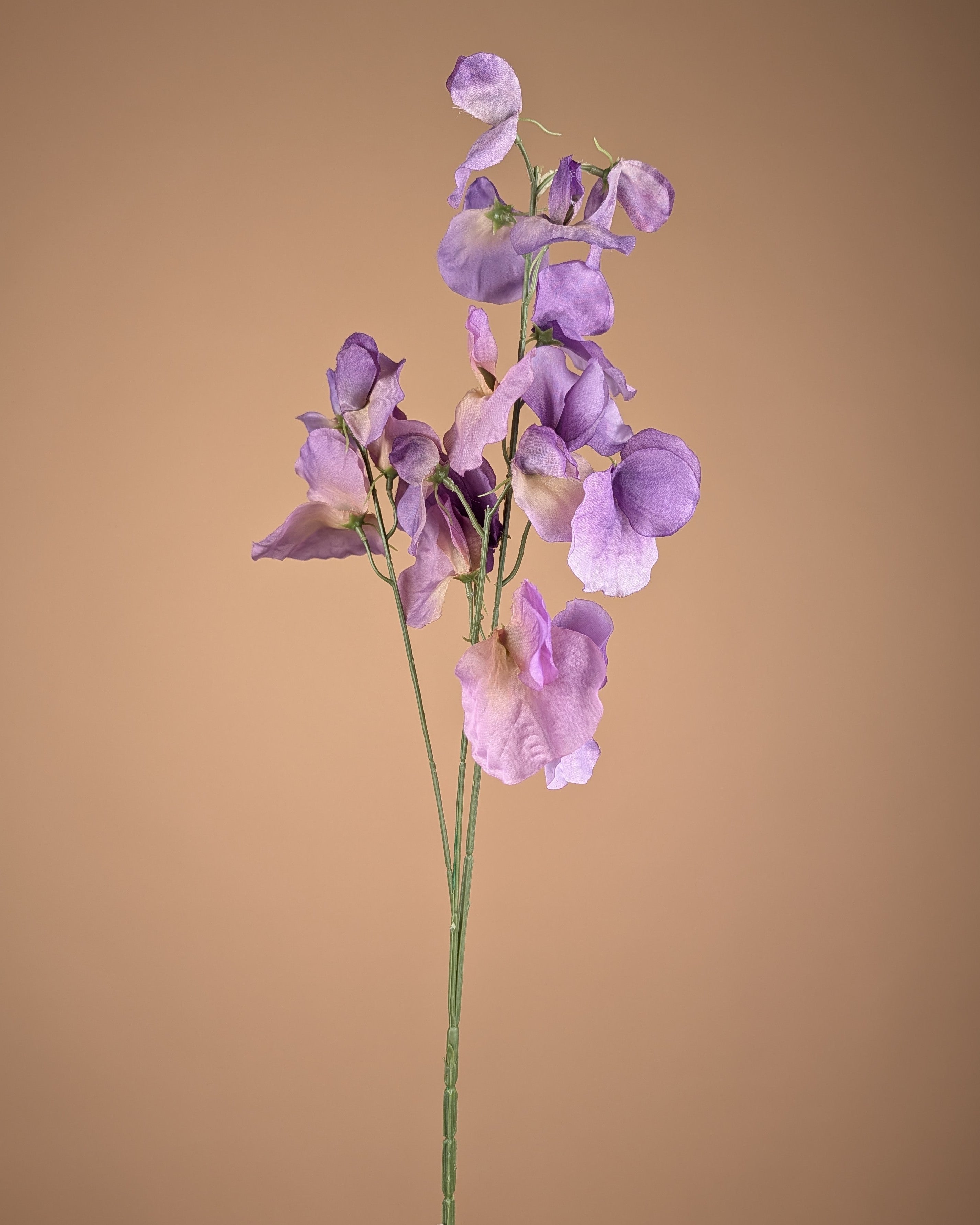 Lathyrus soyeux – Violet (75 cm)