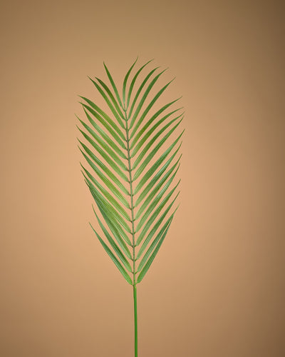 Chamaedorea soyeux – Vert (75 cm)