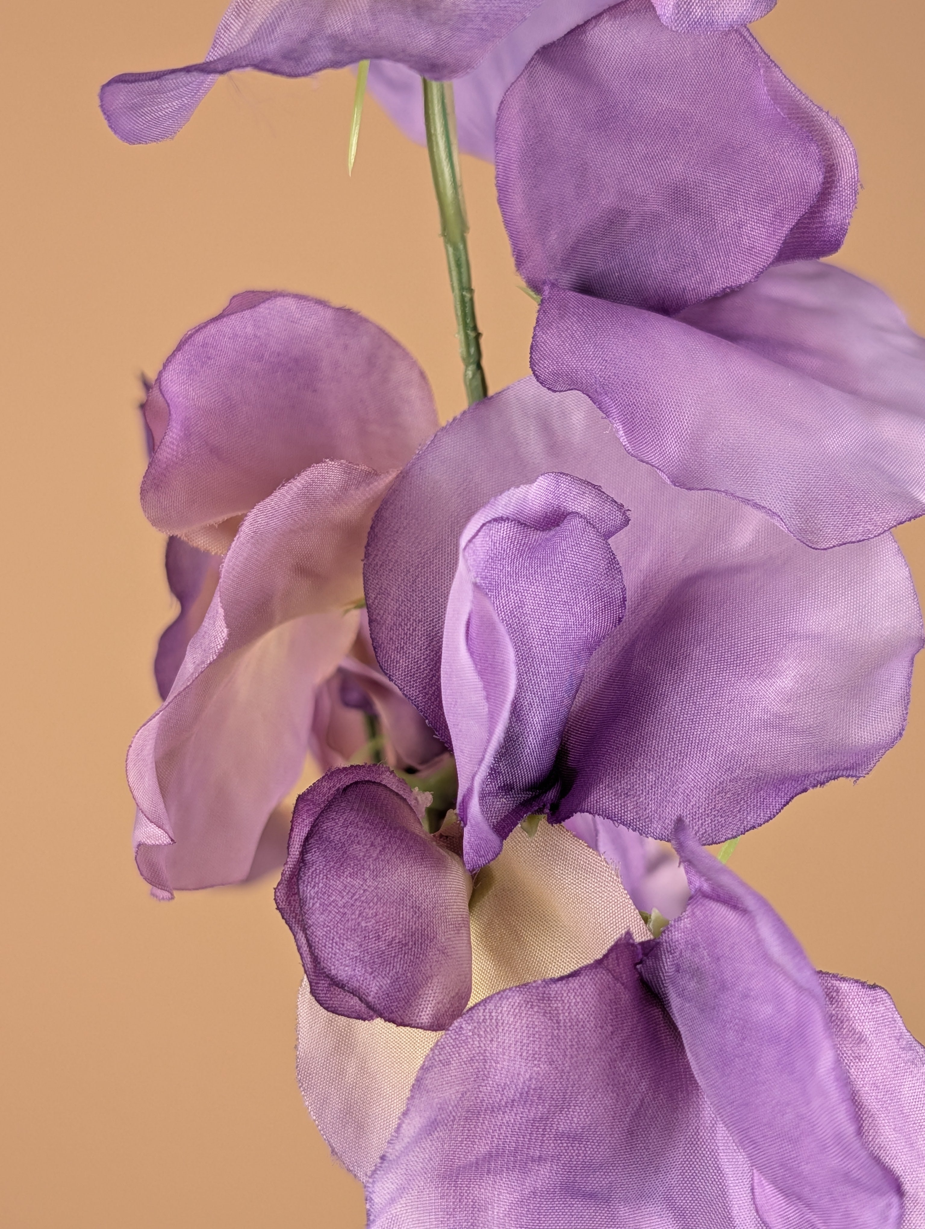 Lathyrus soyeux – Violet (75 cm)