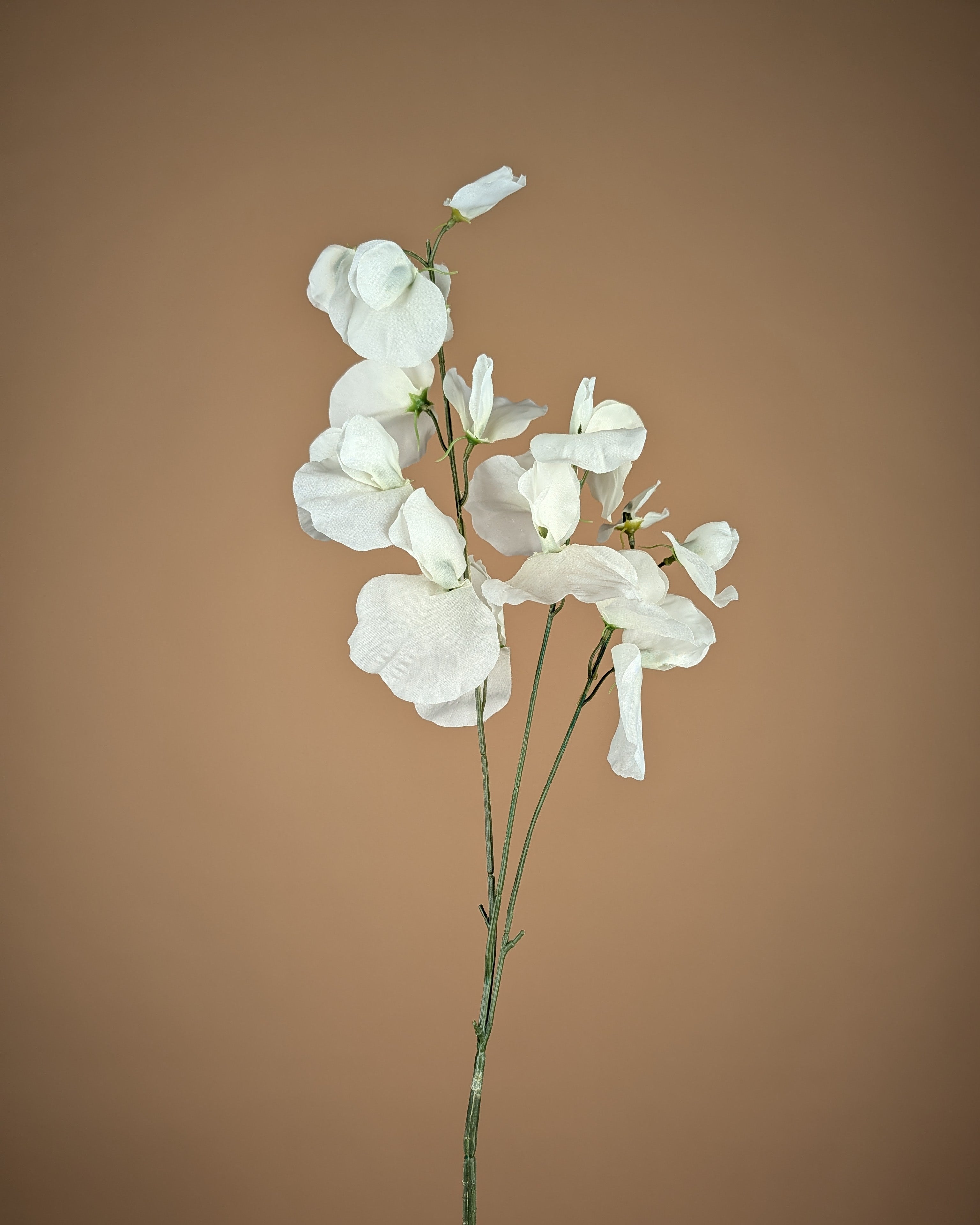 Zijde Lathyrus – Ivoor (75 cm)