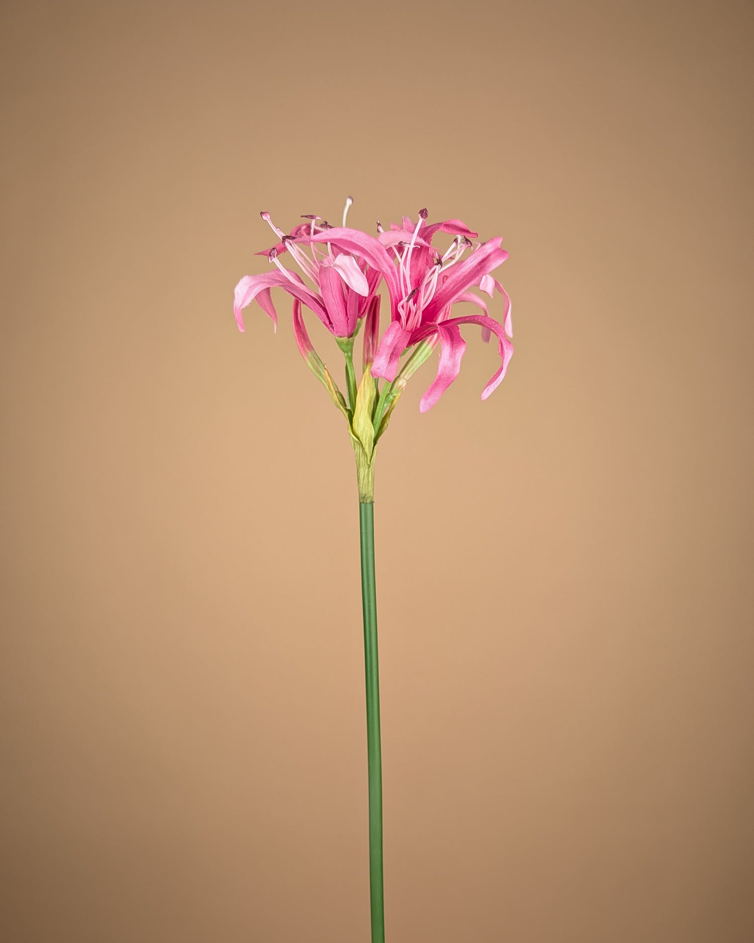 Zijde Nerine Tak – Zacht Roze (65 cm)