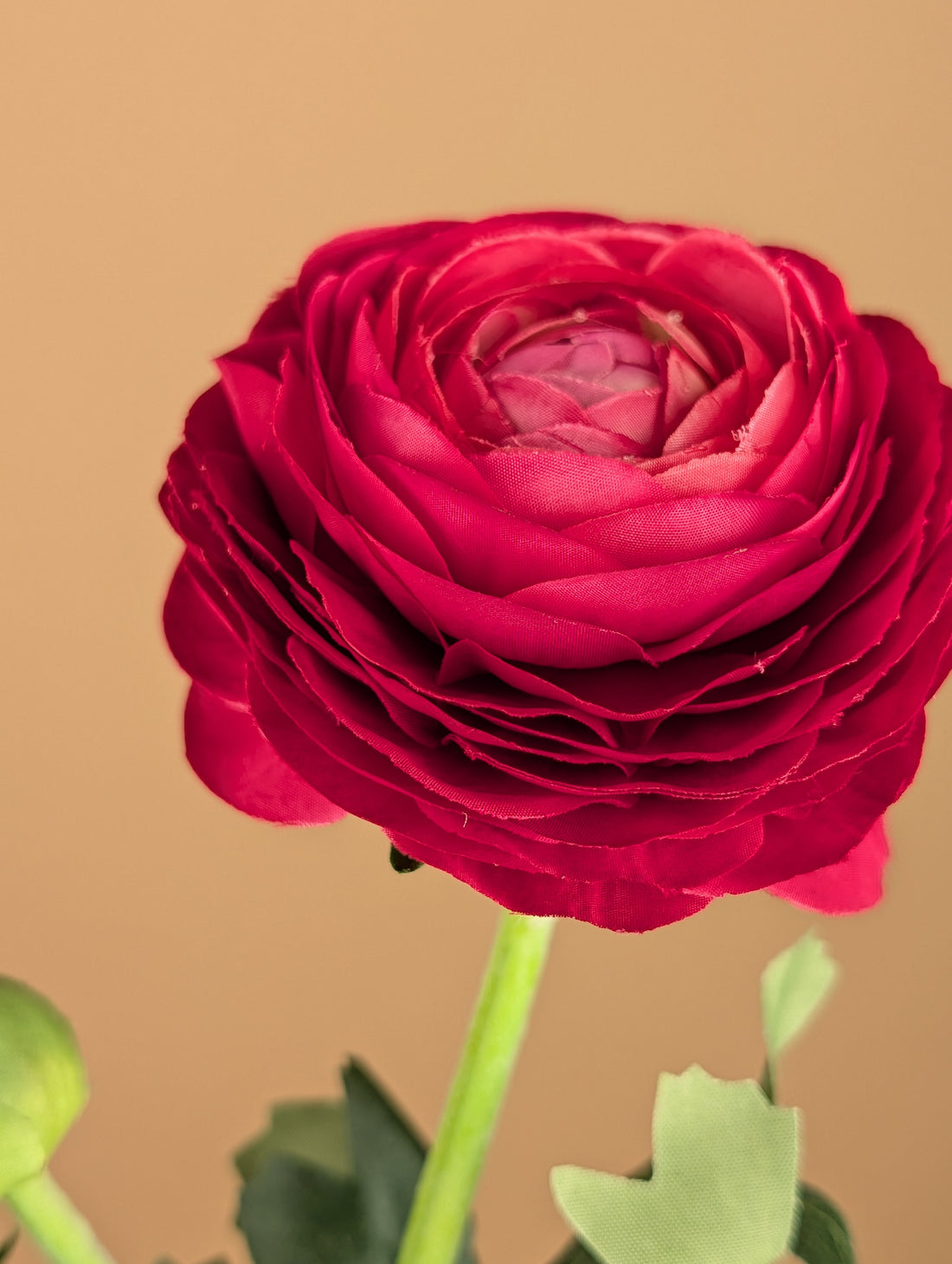 Zijde Ranunculus – Diep Bordeaux (51 cm)