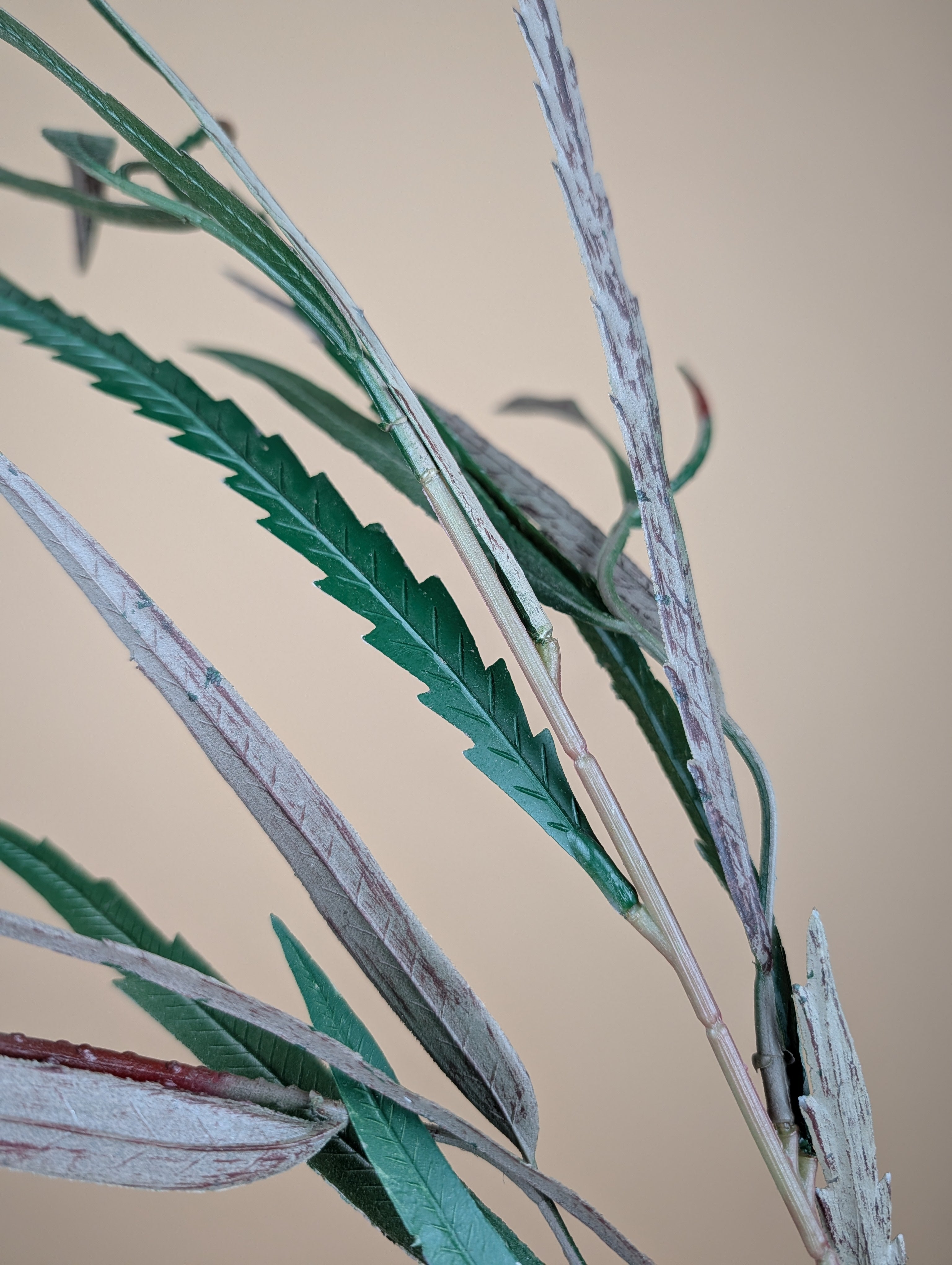 Grevillea soyeux – Vert (85 cm)